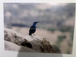 Exposición de aves de la comarca